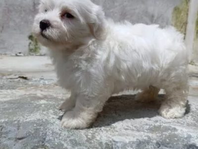 Cachorra bichon maltes hembra