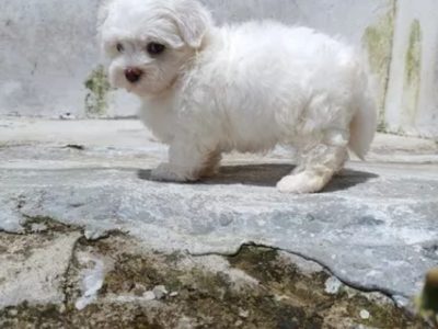 Cachorra bichon maltes hembra