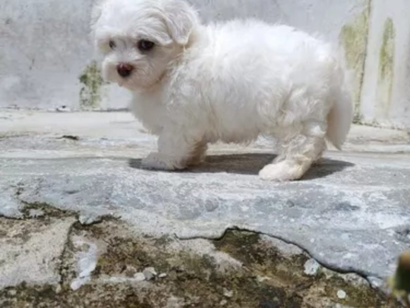 Cachorra bichon maltes hembra