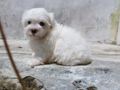Cachorra bichon maltes hembra