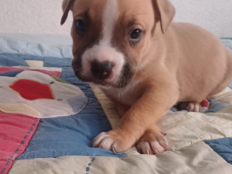 Cachorros pitbull