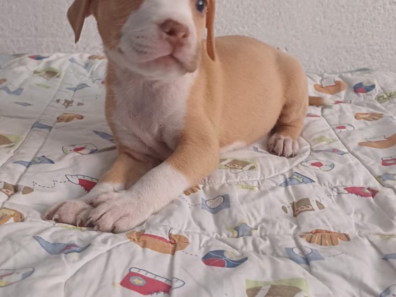Cachorros pitbull
