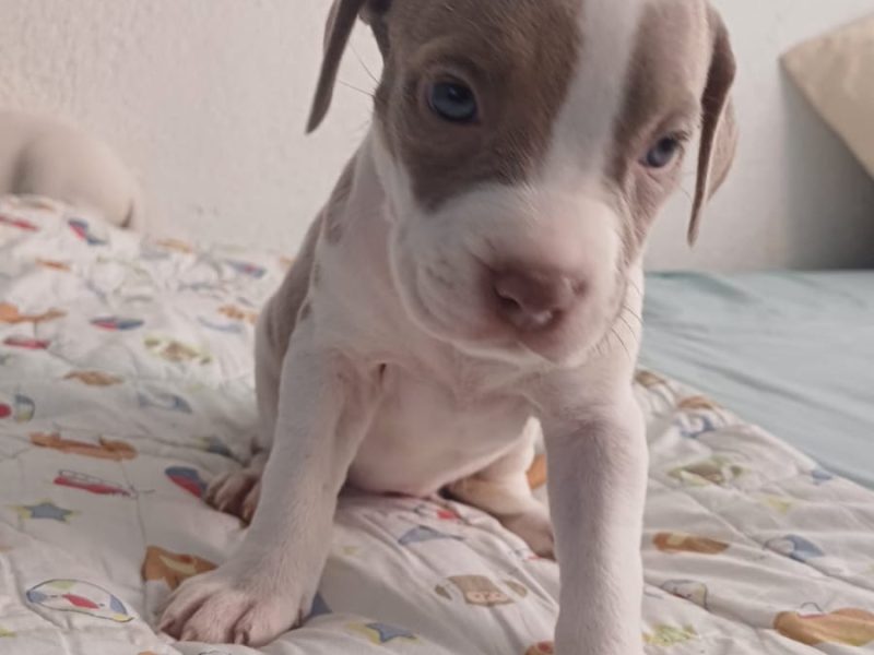 Cachorros pitbull