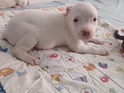 Cachorros pitbull