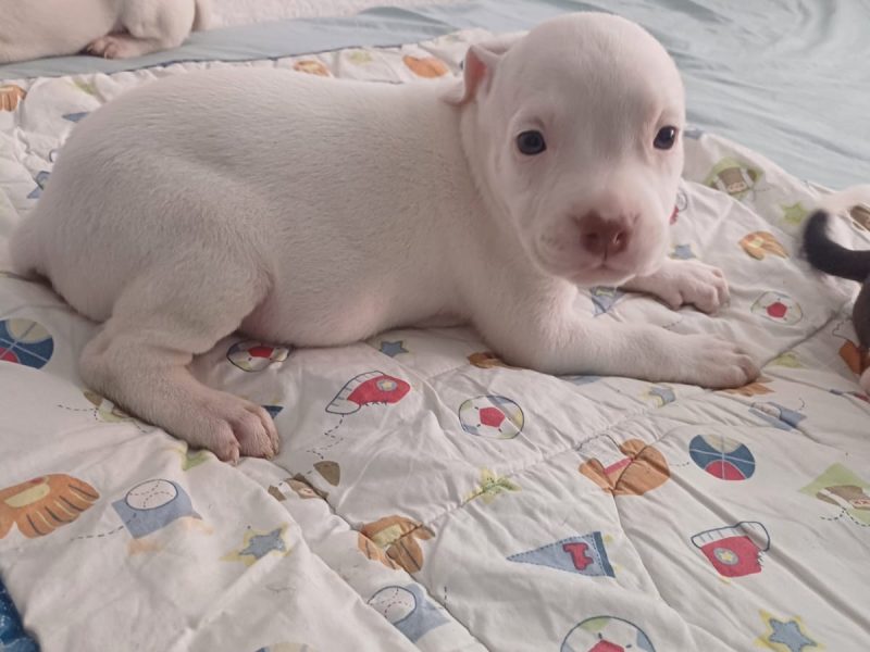 Cachorros pitbull