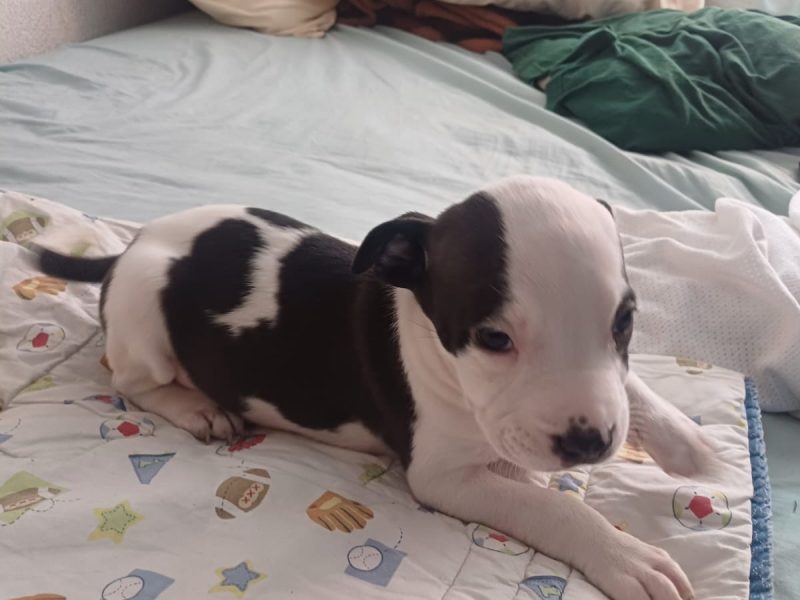 Cachorros pitbull