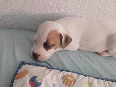 Cachorros pitbull
