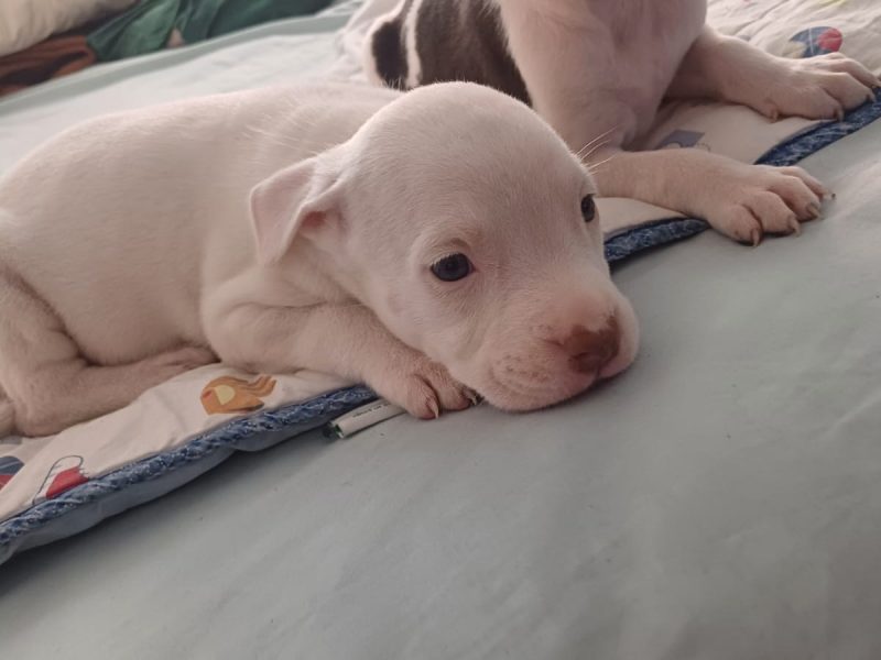 Cachorros pitbull