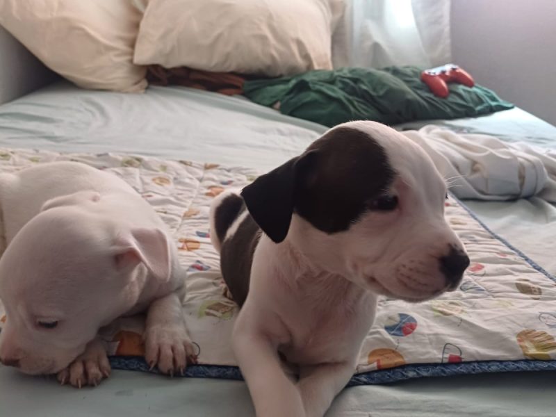 Cachorros pitbull