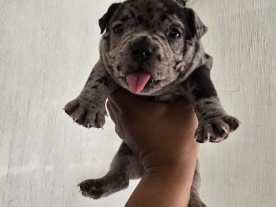 Exotic Bull