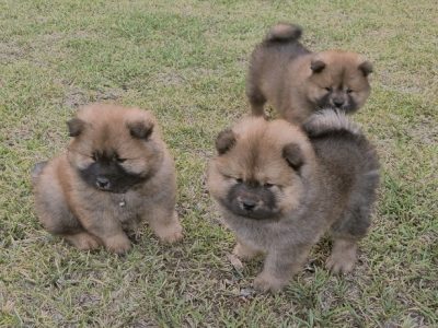 Chow Chow