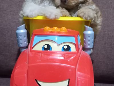 French Poodle Toy