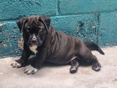American Bully