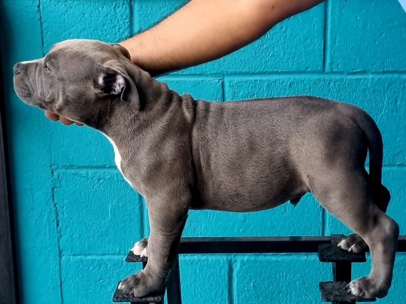 American Bully