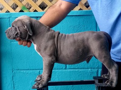 American Bully