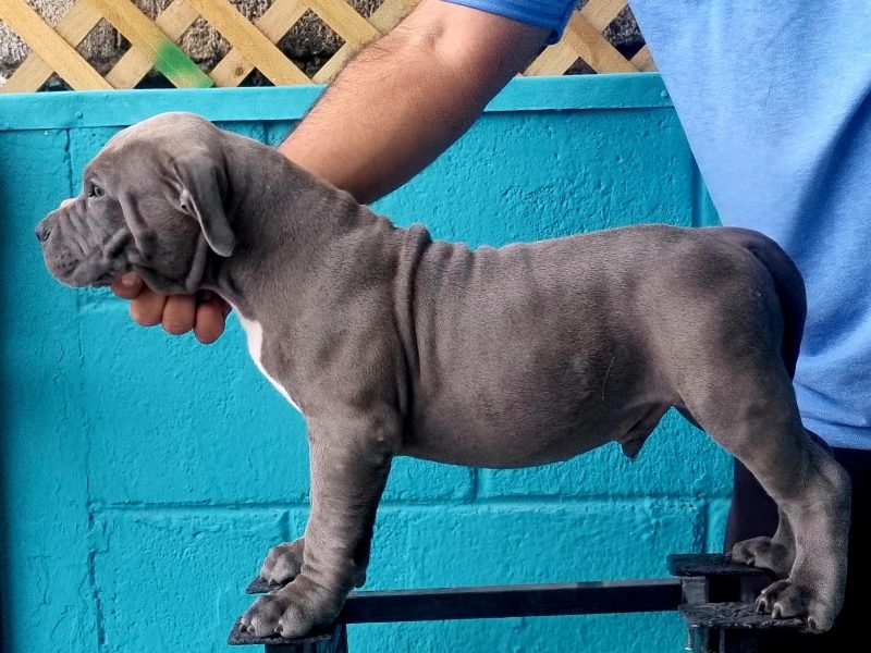 American Bully