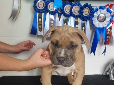 American Bully