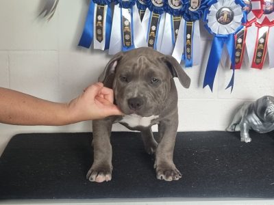 American Bully