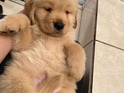 🐶 Golden MACHO con Pedigree A 🐶