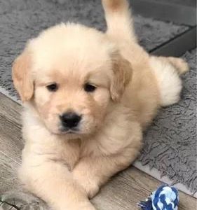 MACHO🐾GOLDEN RETRIEVER 🐾 PEDIGREE A