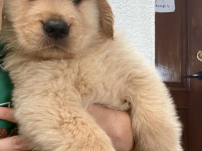 🐶 Golden Macho con Pedigree A 🐶