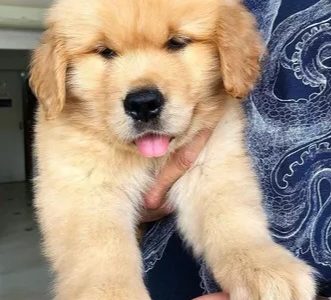 Golden retriever macho en venta
