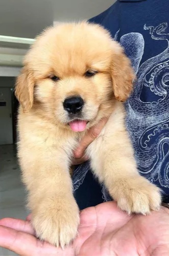 Golden retriever macho en venta