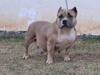 American bully hembra