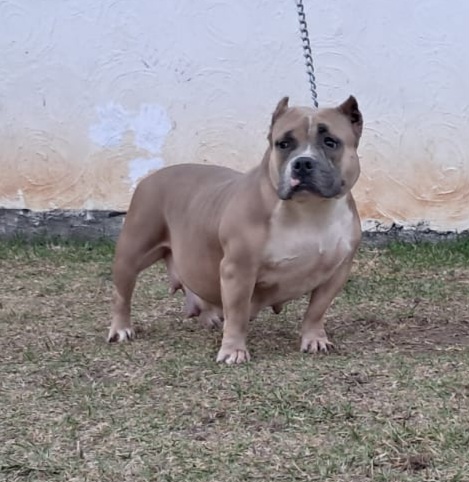 American bully hembra