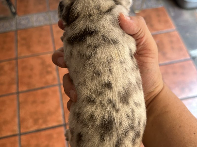 Bull dog francés fluffy