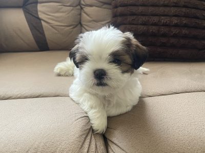 Shih Tzu