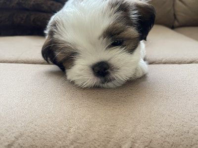 Shih Tzu