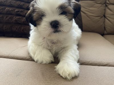 Shih Tzu