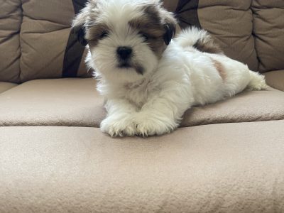 Shih Tzu