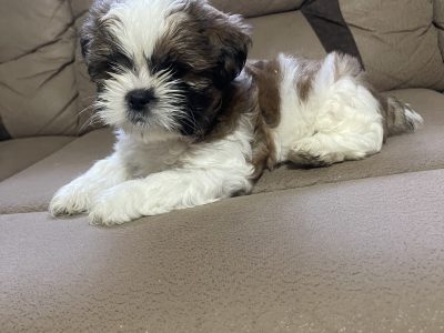 Shih Tzu
