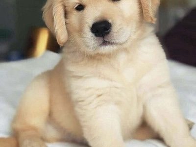 🐾 Machito Golden Retriever Pedigree ↪️ A 🐾