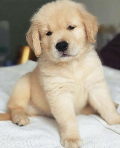 🐾 Machito Golden Retriever Pedigree ↪️ A 🐾