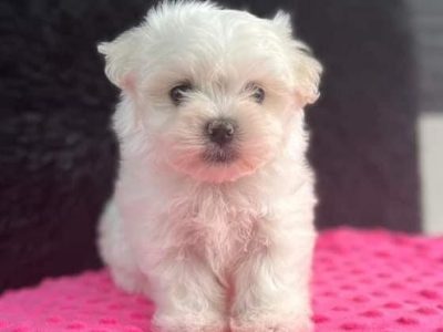 🐾Bichon Maltes Hembra 🐾