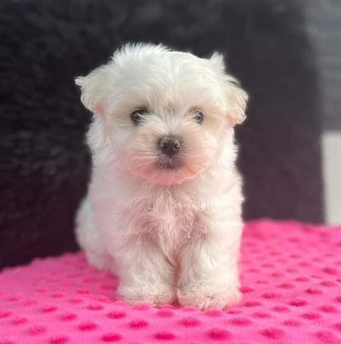 🐾Bichon Maltes Hembra 🐾