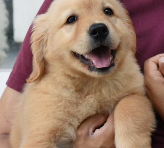 🐶 Golden MACHO con Pedigree A 🐶