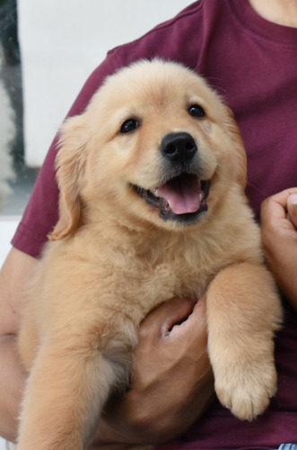 🐶 Golden MACHO con Pedigree A 🐶