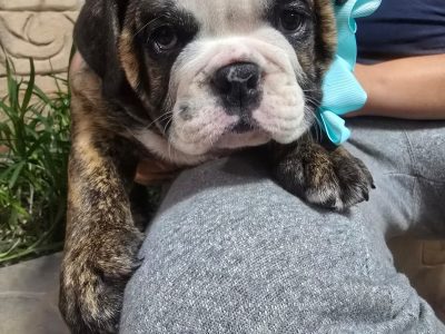 Bulldog Ingles