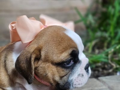 Bulldog Ingles