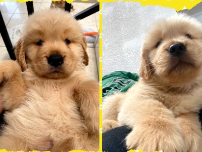 Golden Retriever pedigree A