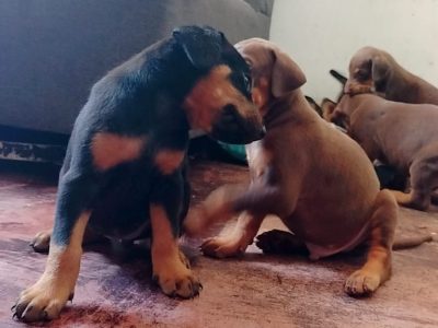 Cachorras Doberman