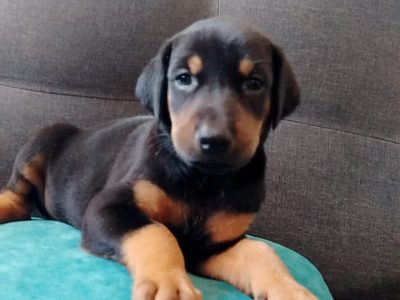 Cachorras Doberman