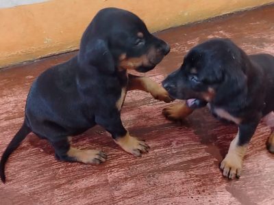 Cachorras Doberman
