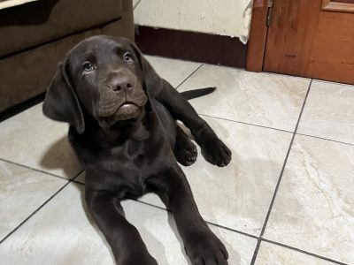 Cachorro Labrador Retriever Chocolate.