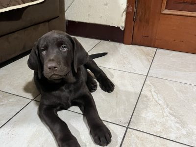 Cachorro Labrador Retriever Chocolate.