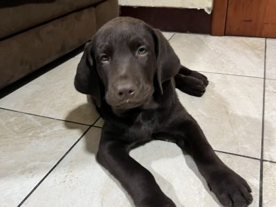 Cachorro Labrador Retriever Chocolate.